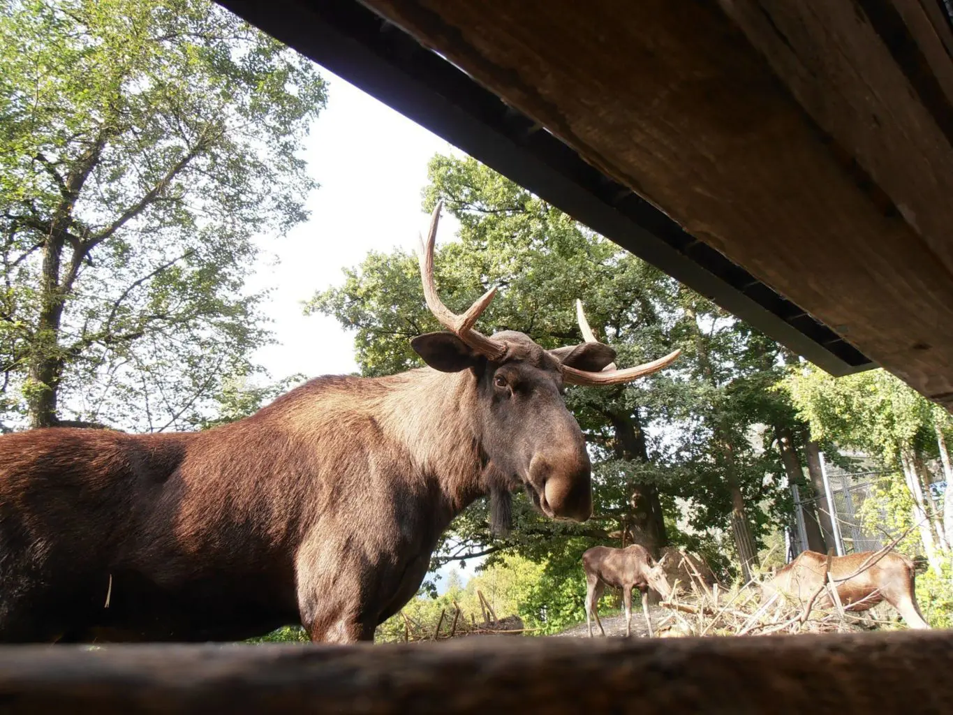 Elch_Alpenzoo