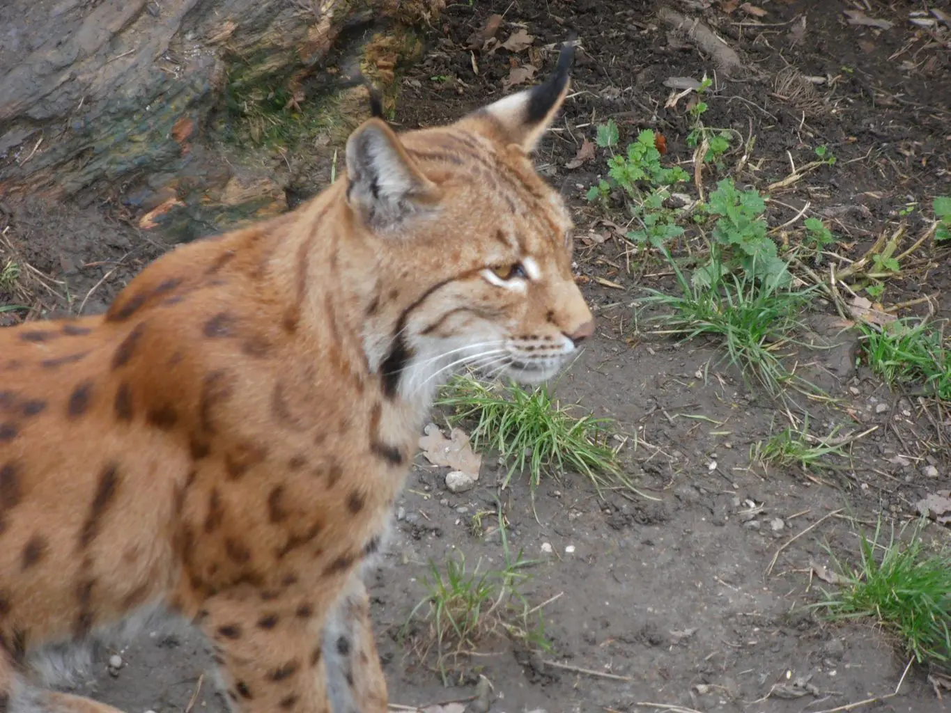 Luchs_Alpenzoo