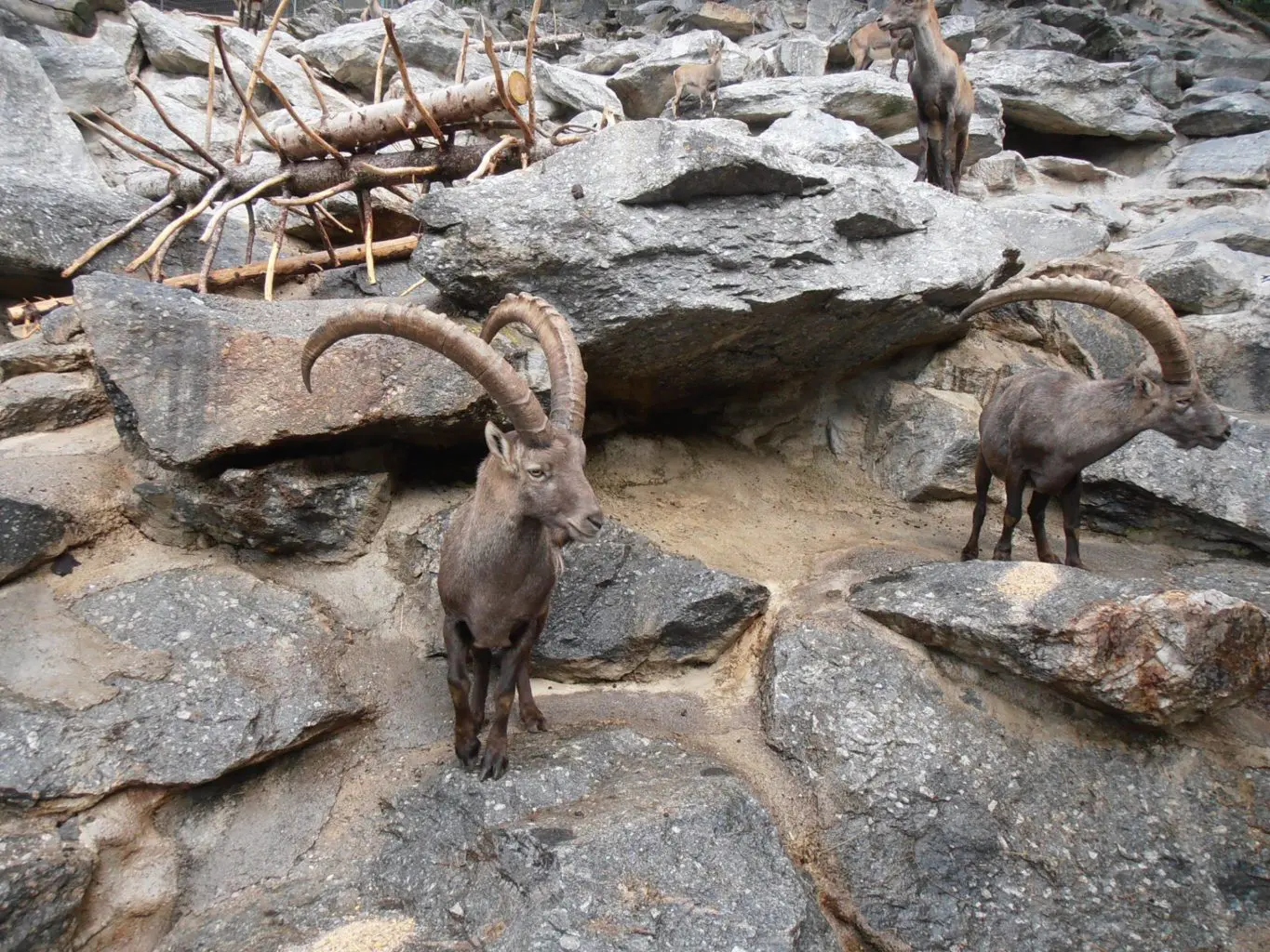 Steinbock-Alpenzoo_01