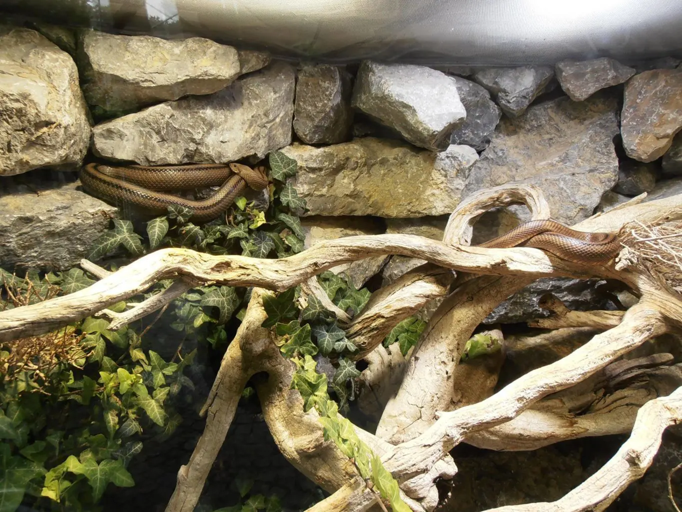 nattern_Alpenzoo