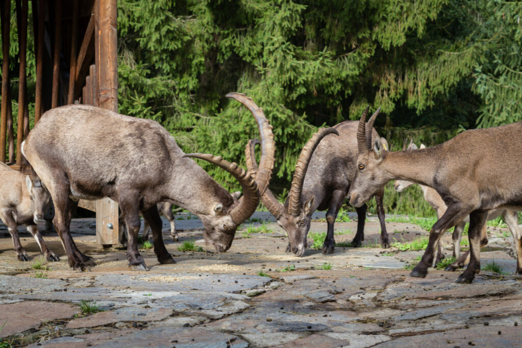 Auswilderung Steinböcke Sarntal