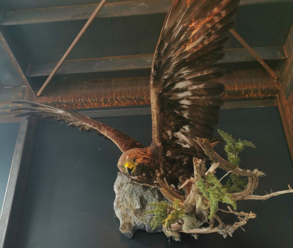 Sonderausstellung Steinadler